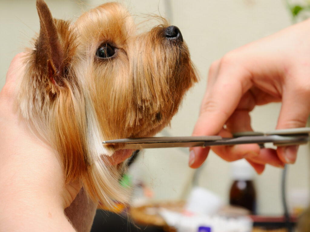 Dog Getting His Hair Cut